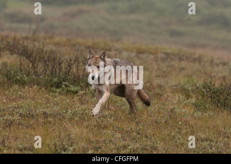 Grauer Wolf (Canis Lupus) Jagd durch die Tundra der Denali Nationalpark, Alaska Stockfoto