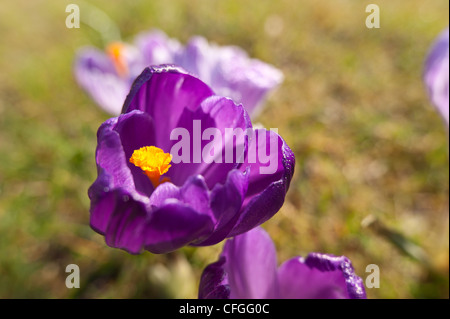 Violett und lila Krokusse niederländische Form Öffnung zwischen Duschen auf einer frühen Frühlingstag mit prominenten Anthere und Staubfäden Stockfoto