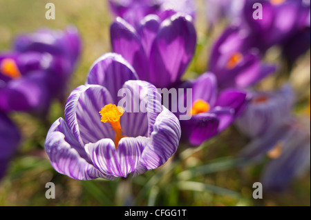 Violett und lila Krokusse niederländische Form Öffnung zwischen Duschen auf einer frühen Frühlingstag mit prominenten Anthere und Staubfäden Stockfoto