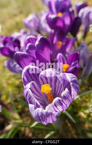 Violett und lila Krokusse niederländische Form Öffnung zwischen Duschen auf einer frühen Frühlingstag mit prominenten Anthere und Staubfäden Stockfoto