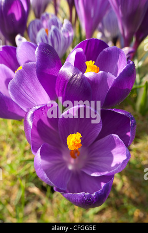 Violett und lila Krokusse niederländische Form Öffnung zwischen Duschen auf einer frühen Frühlingstag mit prominenten Anthere und Staubfäden Stockfoto