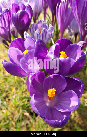 Violett und lila Krokusse niederländische Form Öffnung zwischen Duschen auf einer frühen Frühlingstag mit prominenten Anthere und Staubfäden Stockfoto