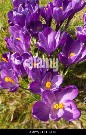 Violett und lila Krokusse niederländische Form Öffnung zwischen Duschen auf einer frühen Frühlingstag mit prominenten Anthere und Staubfäden Stockfoto