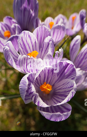 Violett und lila Krokusse niederländische Form Öffnung zwischen Duschen auf einer frühen Frühlingstag mit prominenten Anthere und Staubfäden Stockfoto