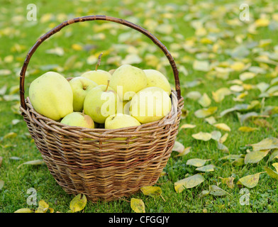 Grüne im Herbst Äpfel in Weidenkorb. Stockfoto