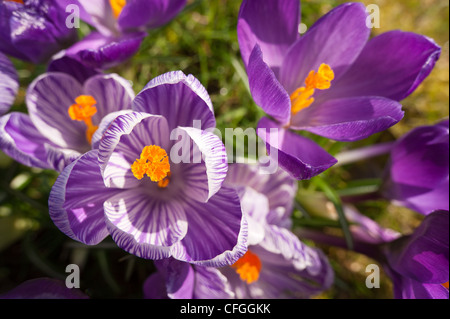 Violett und lila Krokusse niederländische Form Öffnung zwischen Duschen auf einer frühen Frühlingstag mit prominenten Anthere und Staubfäden Stockfoto