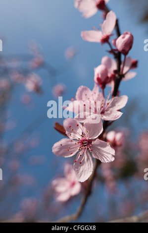Detail der Lotrechten Kirschblüten blühen im März Beginn der Frühlingszeit, Abzweig Stockfoto
