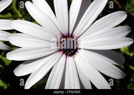 Weiss Osteospermum mit lila-Zentrum vor einem grünen Hintergrund, Andalusien, Spanien, Westeuropa. Stockfoto