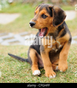 Portraitbild von kleinen schwarzen Beagle im Garten. Stockfoto