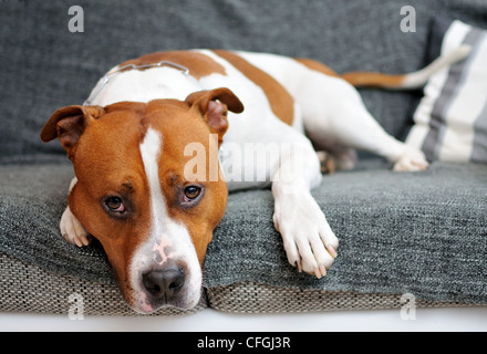 Porträt des liegenden American Staffordshire Bullterrier. Stockfoto