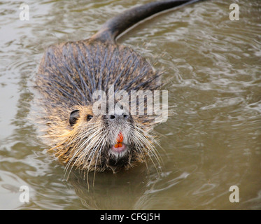 Detailansicht für die Nutrias im Fluss. Stockfoto