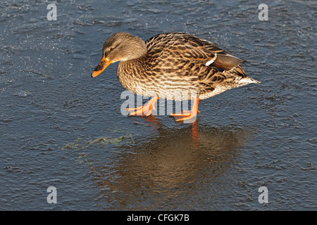 Eine weibliche Stockente zu Fuß auf einem eisigen pool Stockfoto