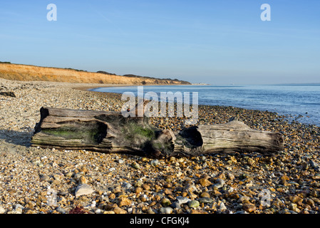 Treibholz am Strand angespült Stockfoto