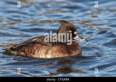 Reiherenten - Weibchen schwimmen Stockfoto