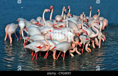Die Rosaflamingos (Phoenicopterus Roseus). Stockfoto