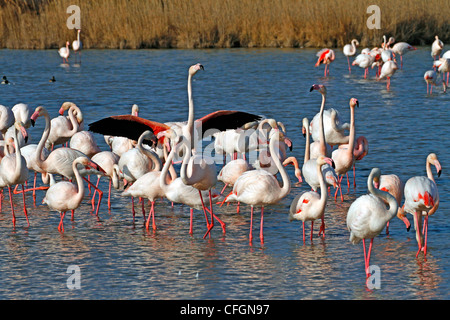Flamingos in der Camargue rosa. (Phoenicopterus Roseus) Stockfoto