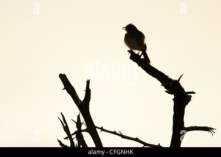 Eine Silhouette eines kleinen Cisticolas Vogel sitzt auf einem Ast (Cistensänger Spp) Stockfoto