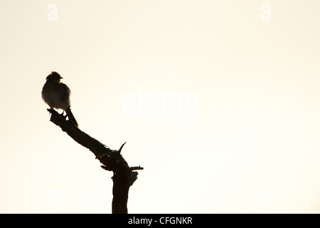 Eine Silhouette eines kleinen Cisticolas Vogel sitzt auf einem Ast (Cistensänger Spp) Stockfoto