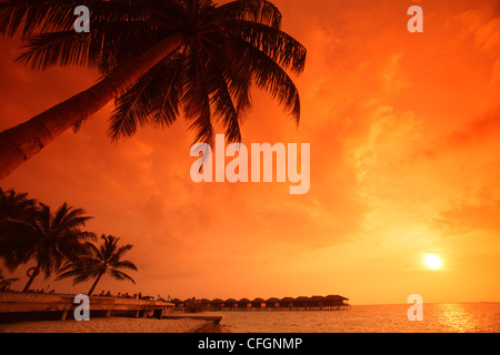 Palmen im Sonnenuntergang auf Filitheyo Island, Malediven Stockfoto