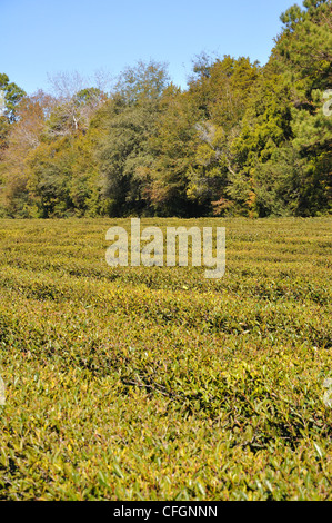 Der Charleston Tea Plantation, South Carolina - der einzige Ort in den USA, wo sie Tee wachsen Stockfoto