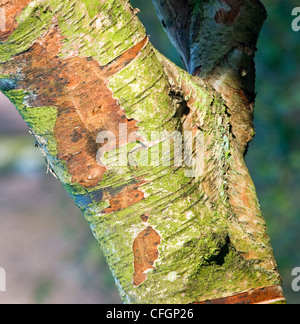 Stamm Moos bedeckt Rinde der Birke Cannock Chase AONB (Gebiet von außergewöhnlicher natürlicher Schönheit) in Staffordshire England UK Stockfoto