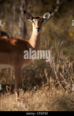 Impala (Aepyceros Melampus) Stockfoto