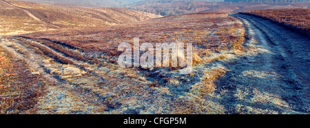 Heide im Hochwinter Cannock Chase Country Park AONB (Gebiet von außergewöhnlicher natürlicher Schönheit) in Staffordshire England UK Stockfoto