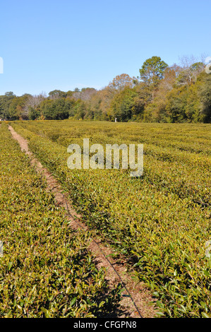 Der Charleston Tea Plantation, South Carolina - der einzige Ort in den USA, wo sie Tee wachsen Stockfoto