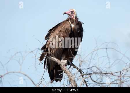 Mit Kapuze Geier (Necrosyrtes Monachus) Stockfoto