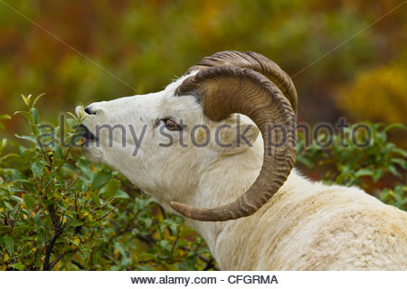 Dall-Schafe weidet an Sträuchern. Stockfoto