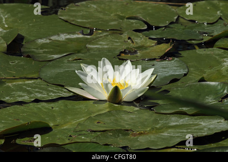 Weiße Seerose (Nymphaea Alba) Stockfoto