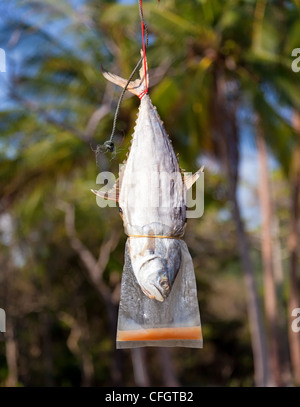 Fisch am Seil, Sommer Palm Hintergrund trocknen Stockfoto