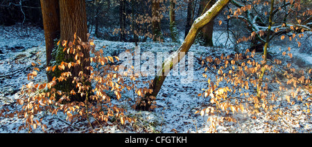 Kupfer rot Buche lässt strengen Frost im Hochwinter Cannock Chase AONB (Gebiet von außergewöhnlicher natürlicher Schönheit) in Staffordshire Engl Stockfoto