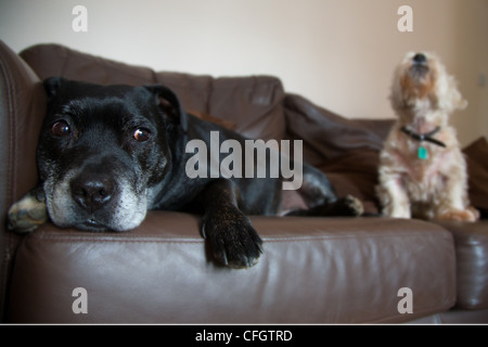 Staffordshire Bullterrier und Bullterrier West Highland Stockfoto