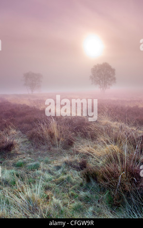 Morgennebel auf Cannock Chase AONB (Gebiet von außergewöhnlicher natürlicher Schönheit) in Staffordshire Midlands England UK Stockfoto