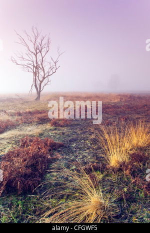 Morgennebel auf Cannock Chase AONB (Gebiet von außergewöhnlicher natürlicher Schönheit) in Staffordshire Midlands England UK Stockfoto