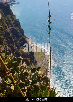 Fjã in einer Felswand auf der Insel Madeira Stockfoto