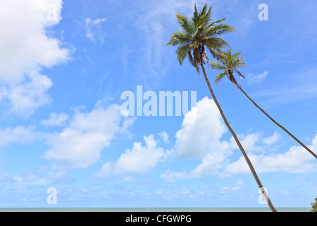 Palmen, Praia de Tabatinga, Tabatinga Strand, Paraiba, Brasilien Stockfoto