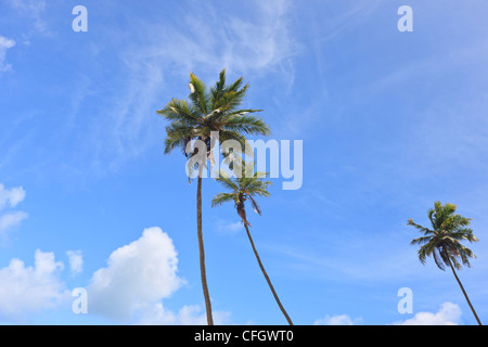 Palmen, Praia de Tabatinga, Tabatinga Strand, Paraiba, Brasilien Stockfoto