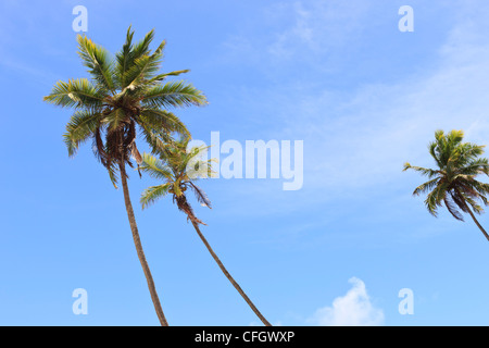 Palmen, Praia de Tabatinga, Tabatinga Strand, Paraiba, Brasilien Stockfoto