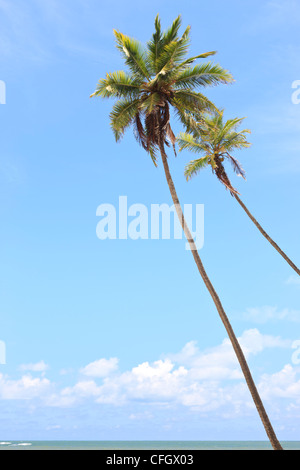 Palmen, Praia de Tabatinga, Tabatinga Strand, Paraiba, Brasilien Stockfoto