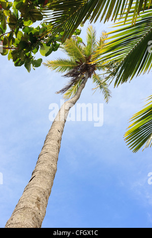 Palmen, Praia de Tabatinga, Tabatinga Strand, Paraiba, Brasilien Stockfoto