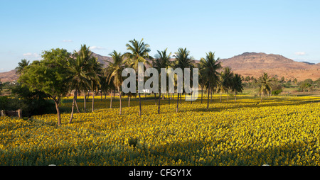Kultiviert Sonnenblumenfeld und Palmen im Indischen Hinterland, Andhra Pradesh, Indien Stockfoto