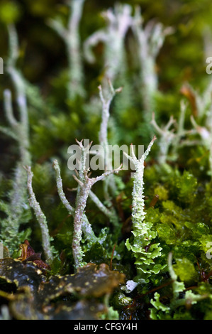 Eine Cladonia Flechten Kolonie wächst auf einem Felsen in einem Buchenwald. Stockfoto