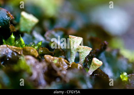 Eine Cladonia Flechten Kolonie wächst auf einem Felsen in einem Buchenwald. Stockfoto