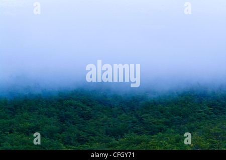 Wolke und Nebel hüllen die Haube eine undurchdringliche Dichte Buchenwälder. Stockfoto