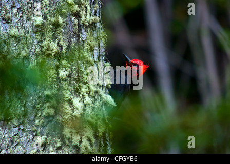 Ein männlicher Magellanic Specht jagt nach Insekten auf einem Baumstamm Buche. Stockfoto