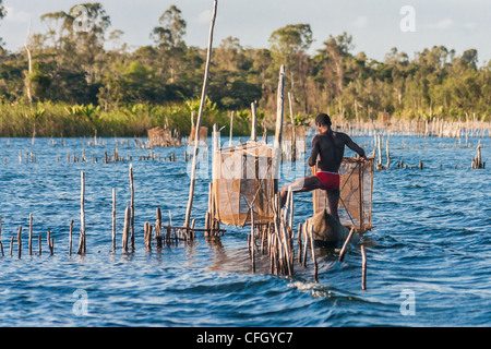 Garnelen-Fisher, Pangalanes Kanal, Madagaskar Stockfoto