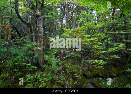 Dicht und üppigen südlichen Buche Urwald in ein Hochtal. Stockfoto