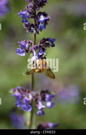 Bumblebee Extrahieren von Pollen aus blau und lila Blüten Stockfoto